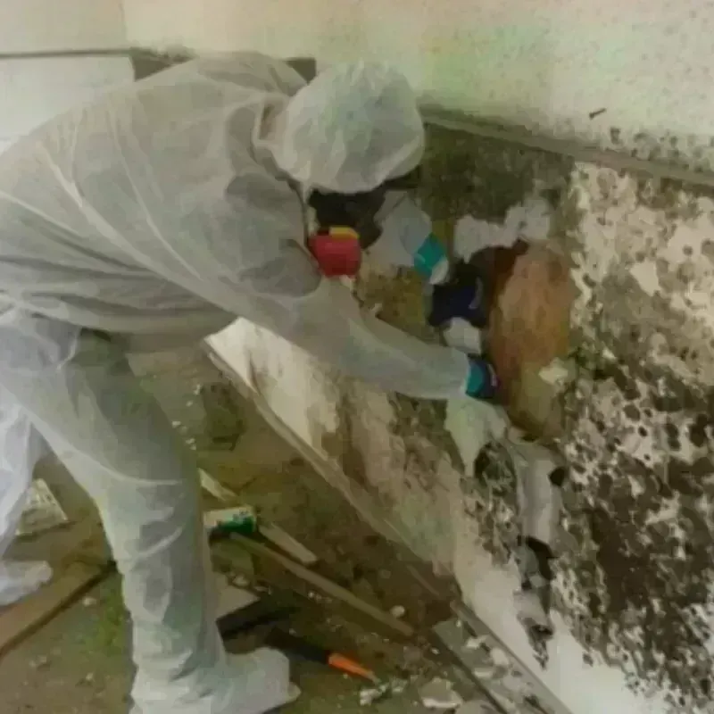 Mold Remediation and Removal in Shelby County, OH